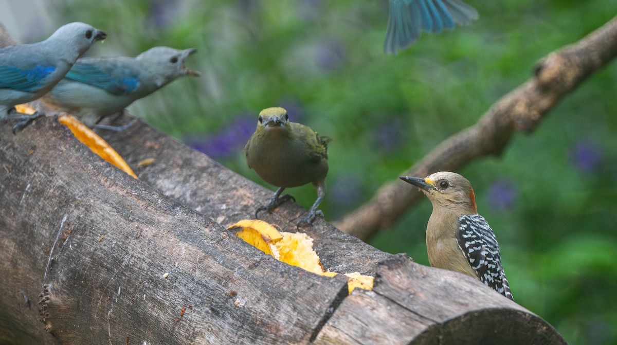 Red-crowned Woodpecker - ML622373629