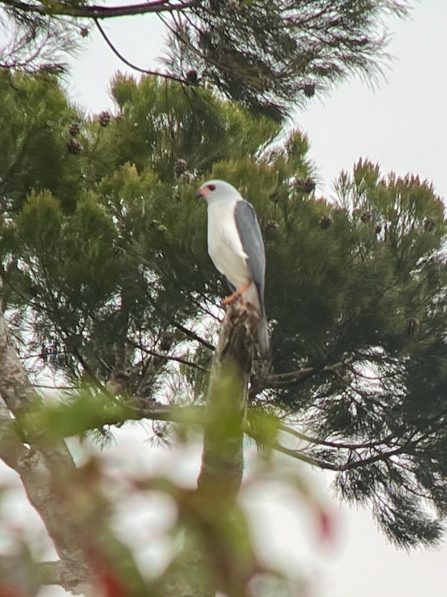 Gray-headed Goshawk - ML622373664