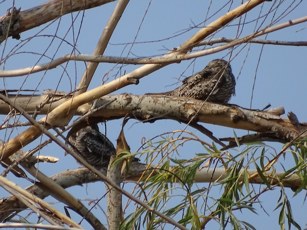 Common Nighthawk - ML622373683