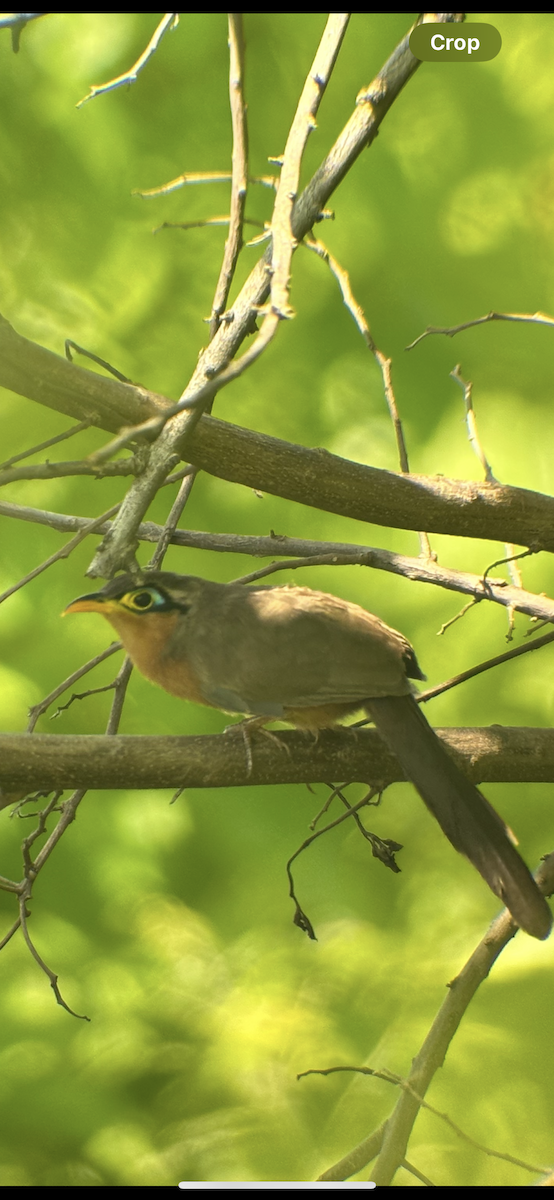 Lesser Ground-Cuckoo - ML622373699