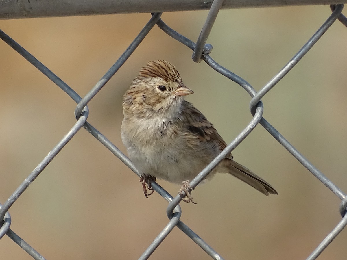 Brewer's Sparrow - ML622373700