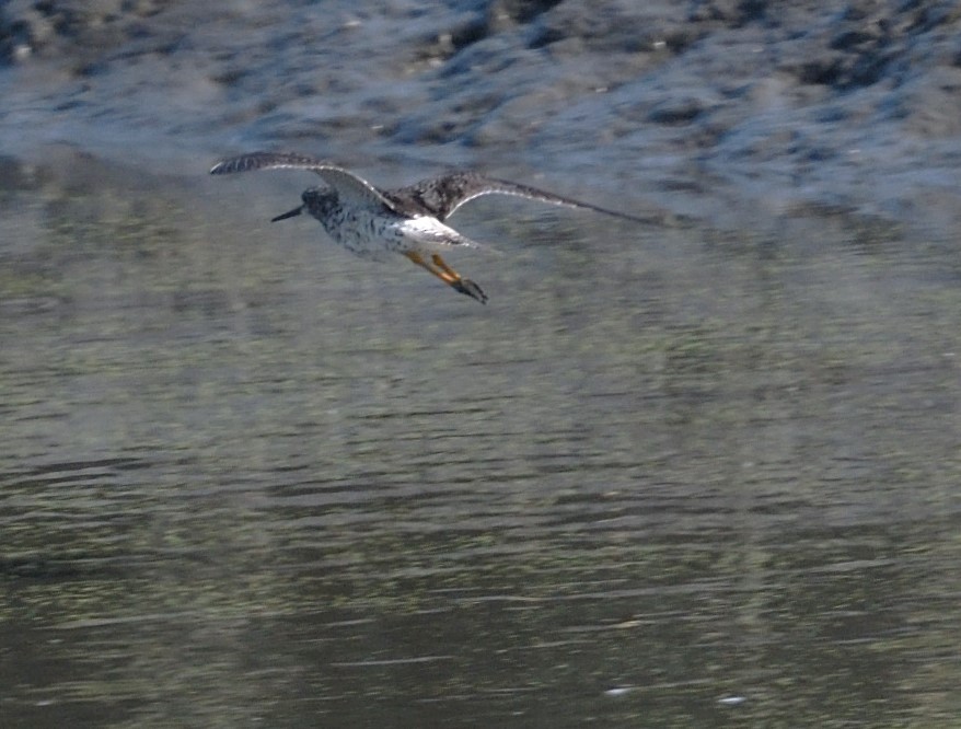 Greater Yellowlegs - David Gillen