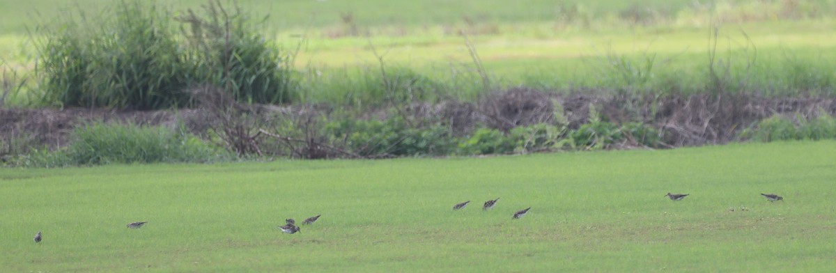 Pectoral Sandpiper - Glenn Blaser