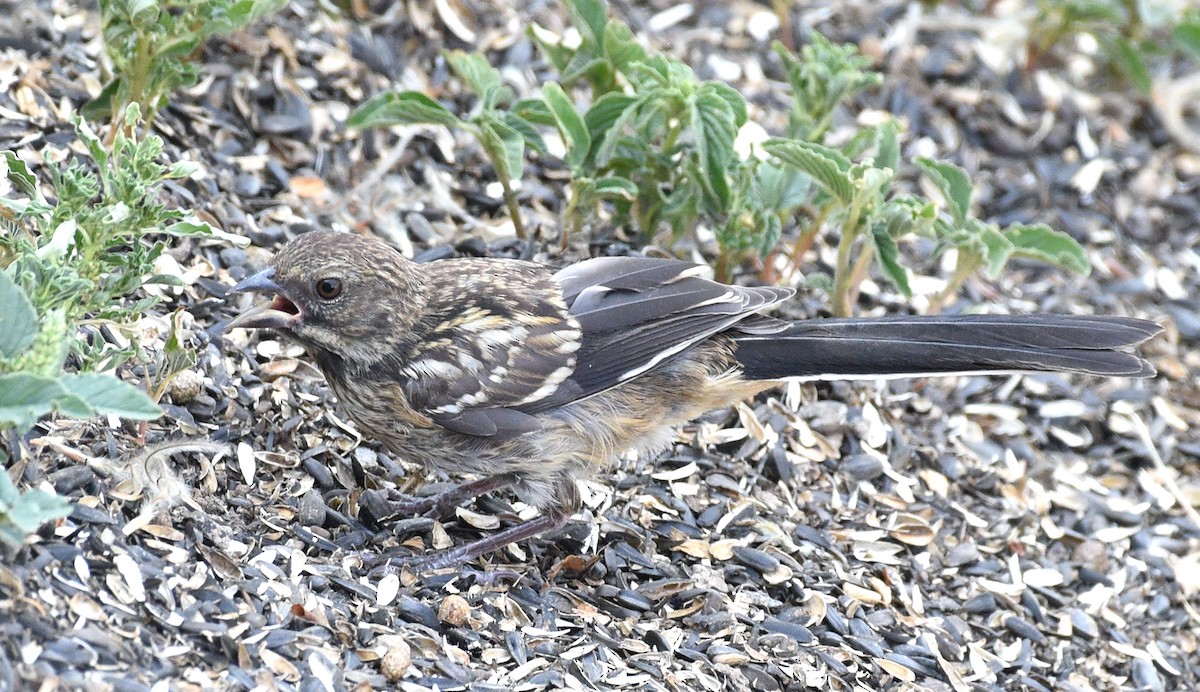 Spotted Towhee - ML622373801