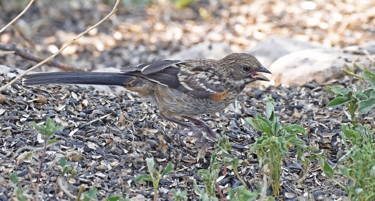 Spotted Towhee - ML622373803