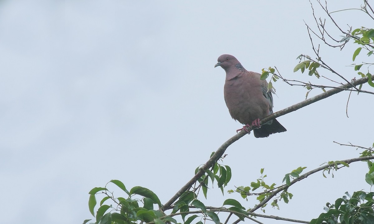 Picazuro Pigeon - ML622373815