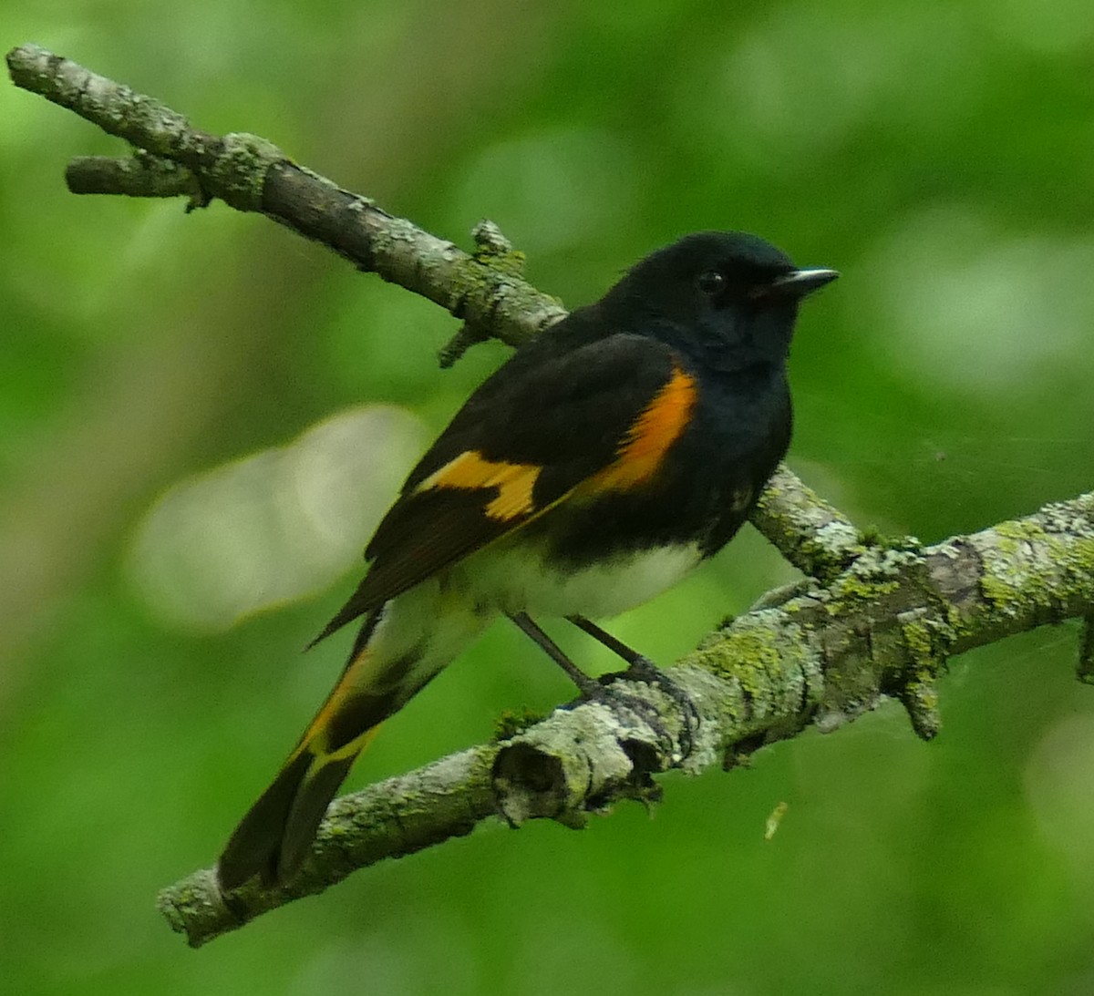 eBird Checklist - 20 Jun 2024 - ON - Uxbridge, Barton Trail -Planks ...