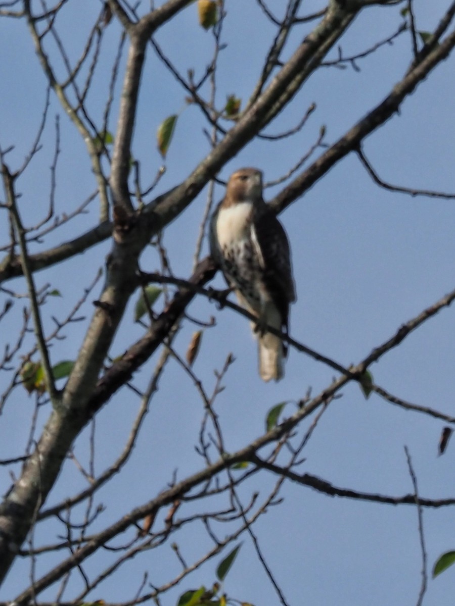 Red-tailed Hawk - ML622373972