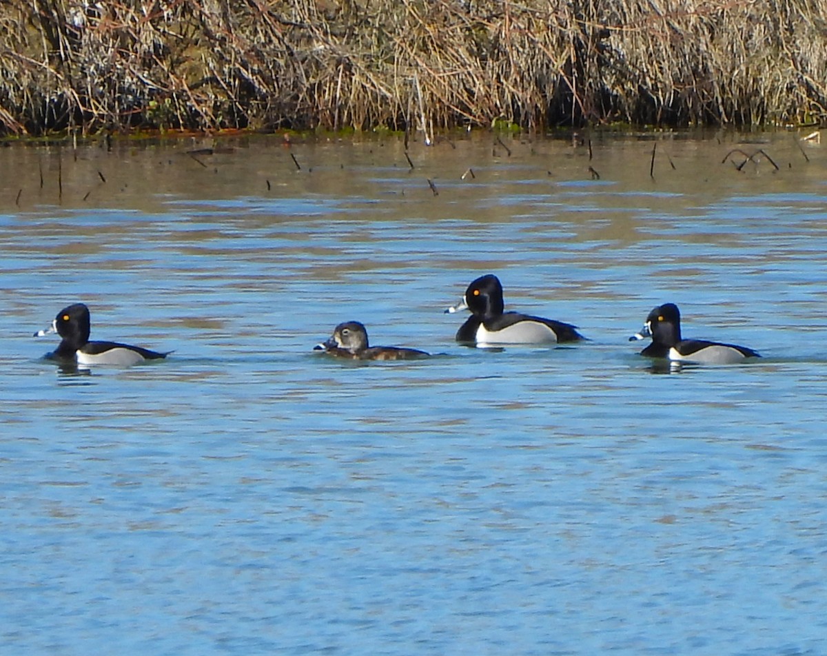 Ring-necked Duck - Jan Thom