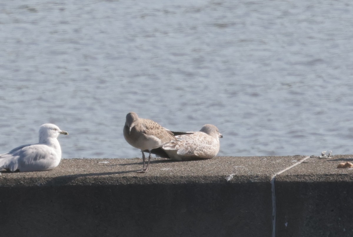 Laughing Gull - Rich White