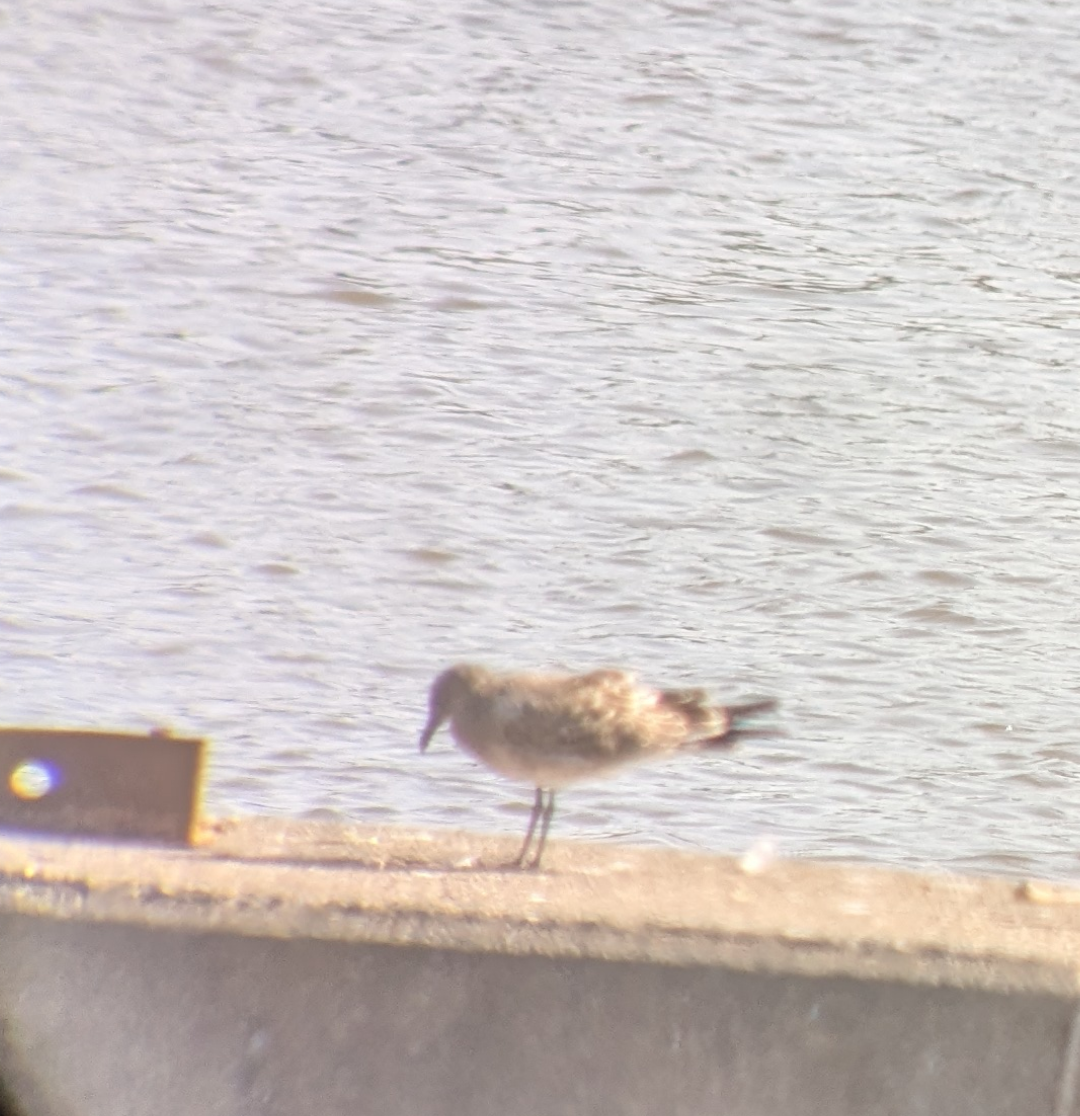 Mouette atricille - ML622373999