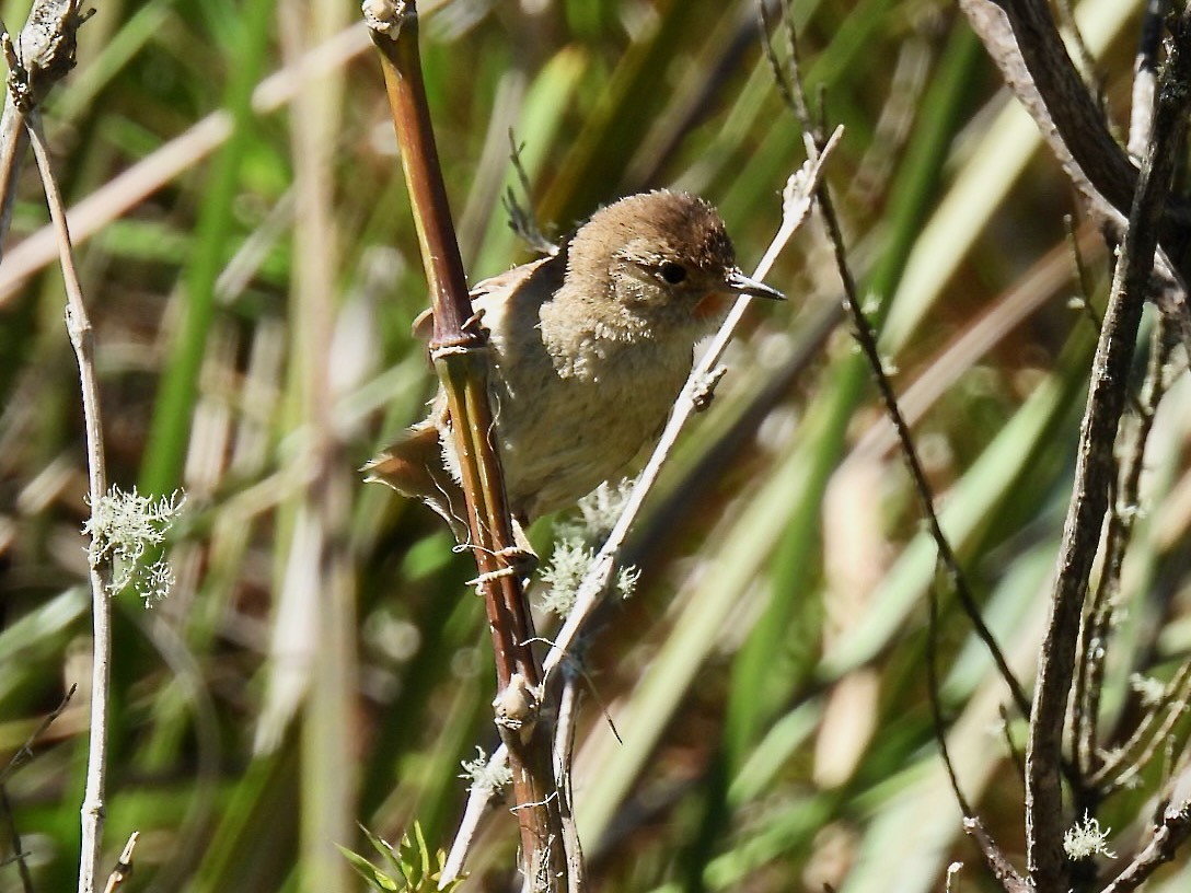 Araucaria Tit-Spinetail - ML622374013