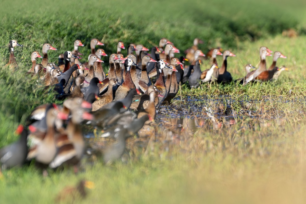 Black-bellied Whistling-Duck - ML622374066