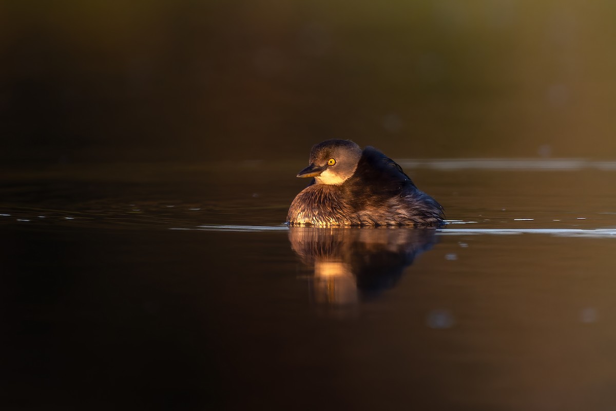 Least Grebe - ML622374071