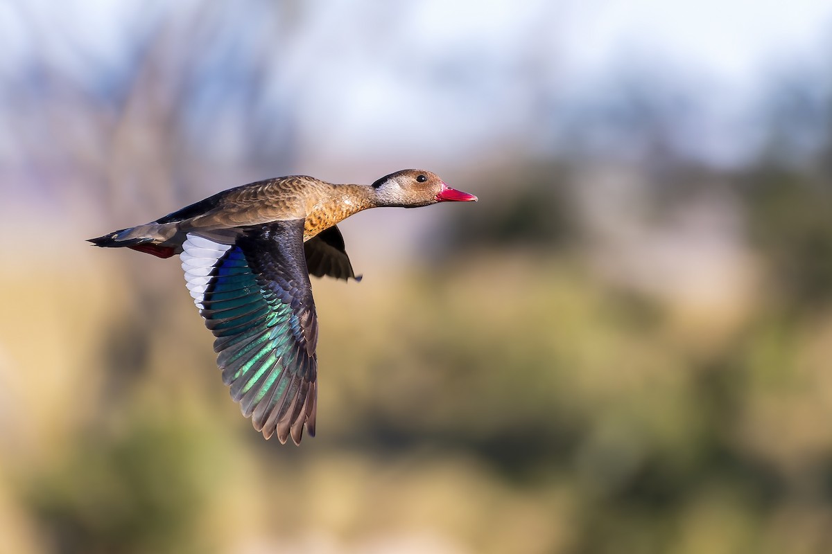 Brazilian Teal - ML622374074