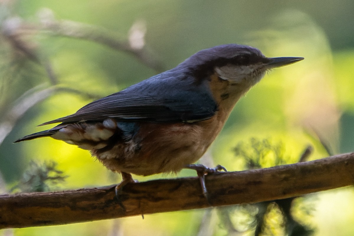 Trepador Azul (grupo europaea) - ML622374094