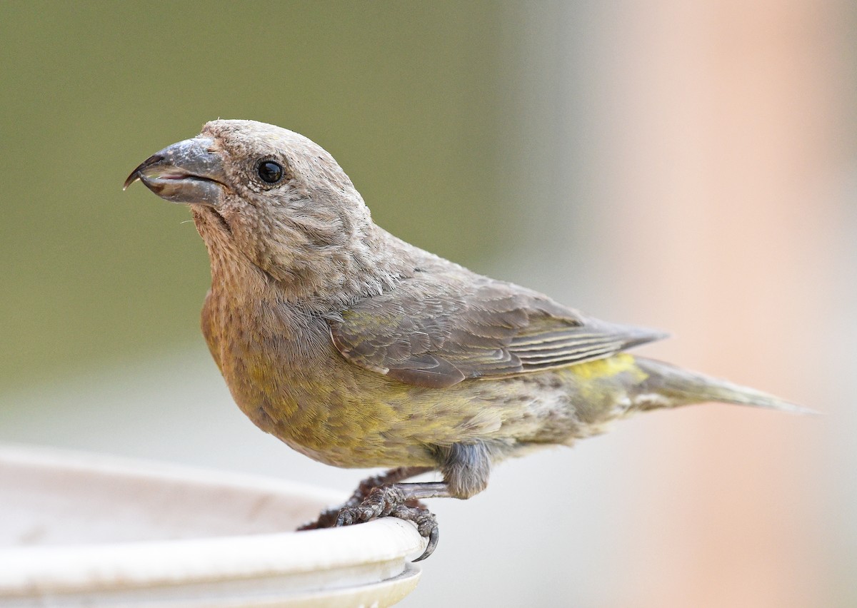 Red Crossbill (Ponderosa Pine or type 2) - Steven Mlodinow