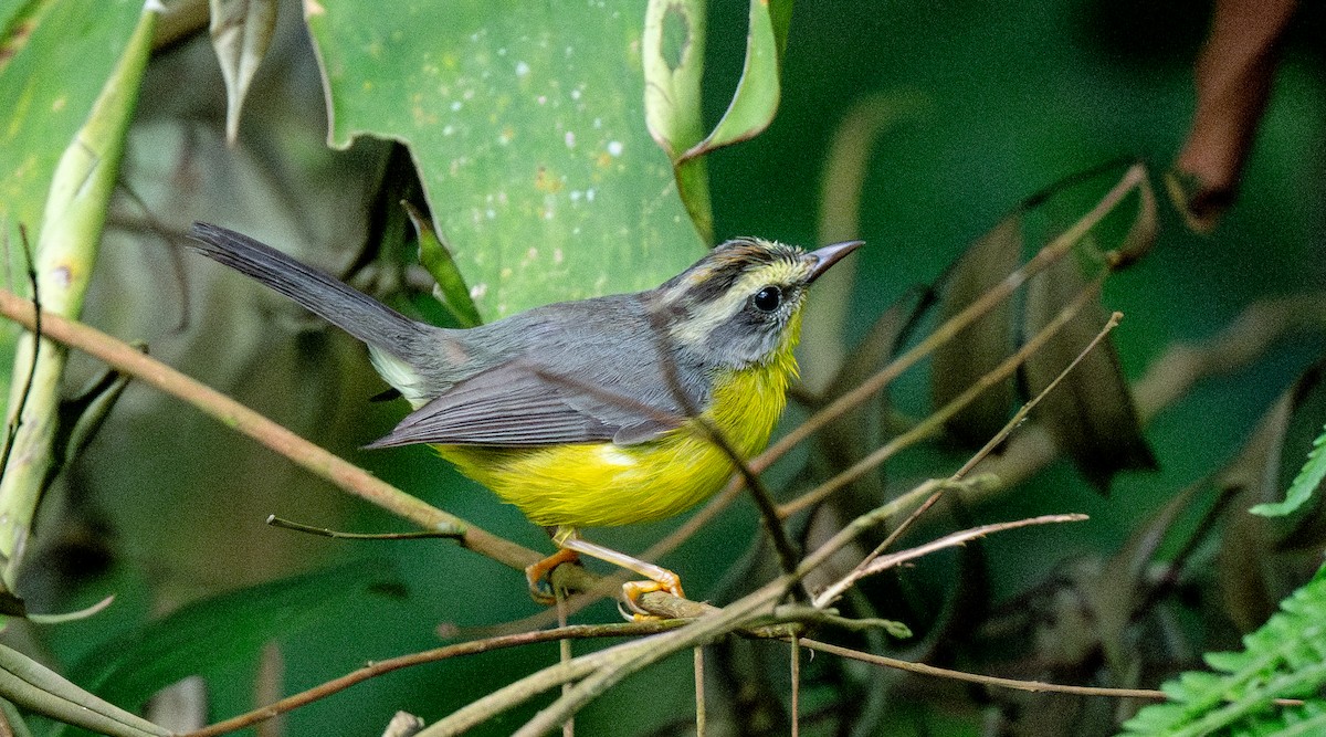 Golden-crowned Warbler - ML622374201