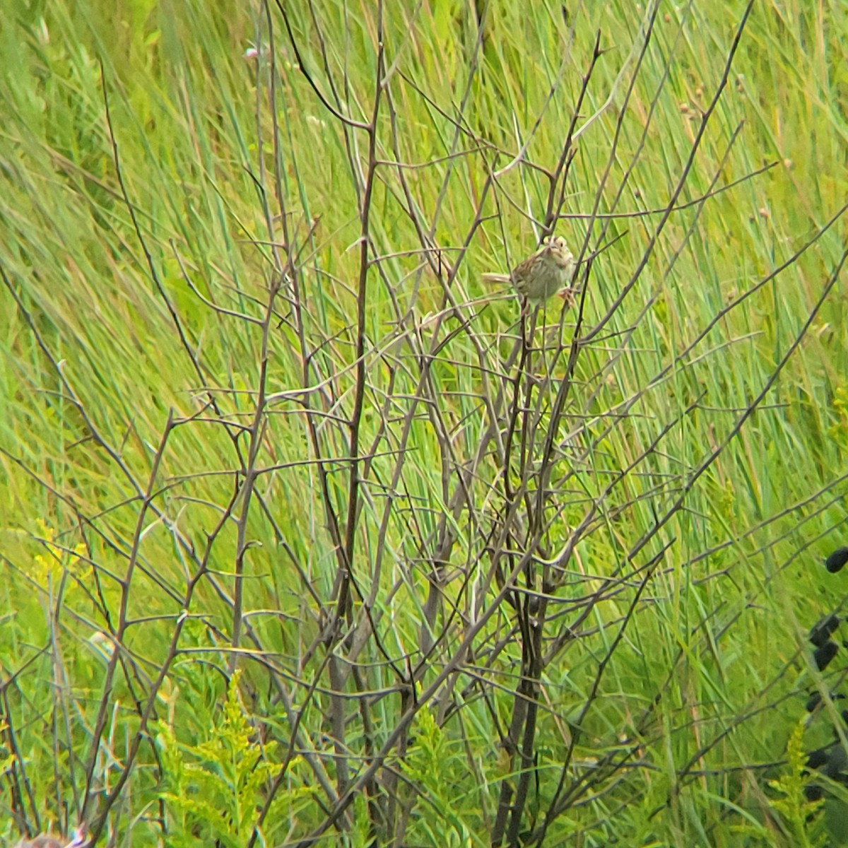 Henslow's Sparrow - ML622374300