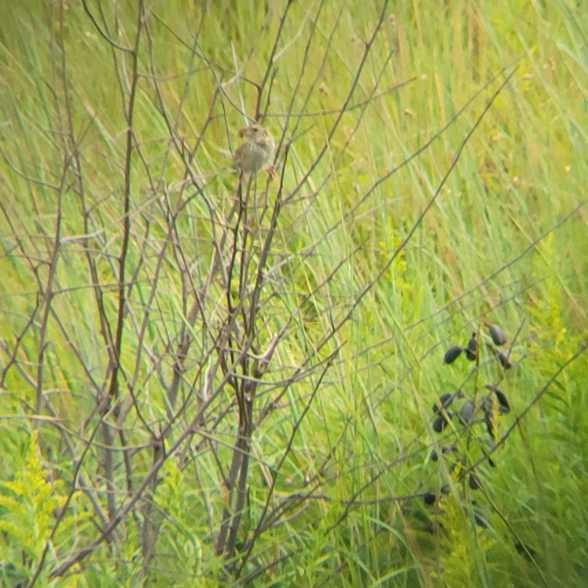 Henslow's Sparrow - ML622374304