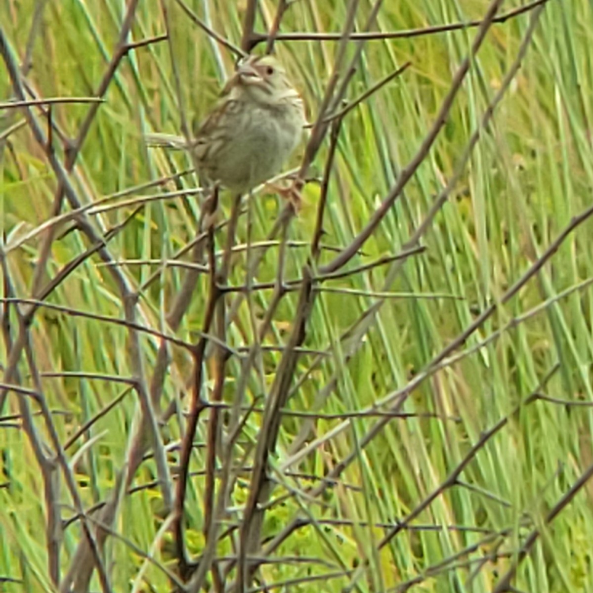 Henslow's Sparrow - ML622374308