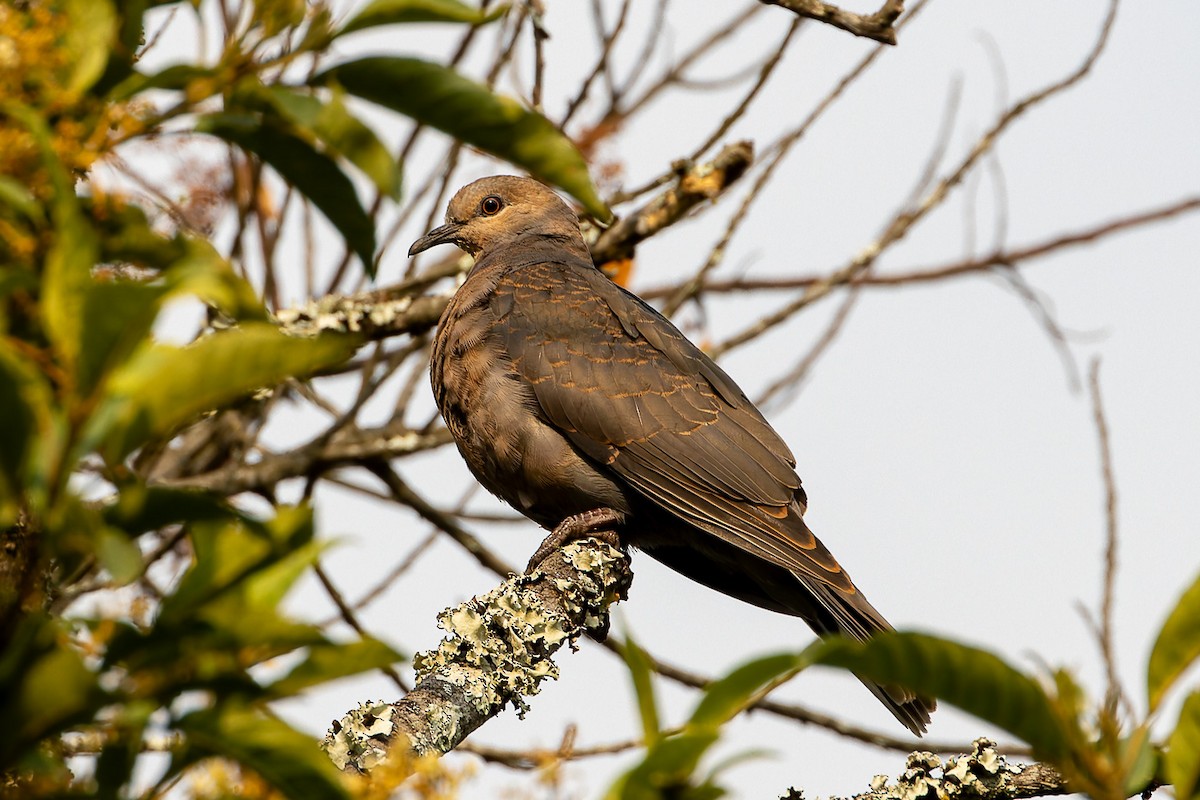 Dusky Turtle-Dove - ML622374311