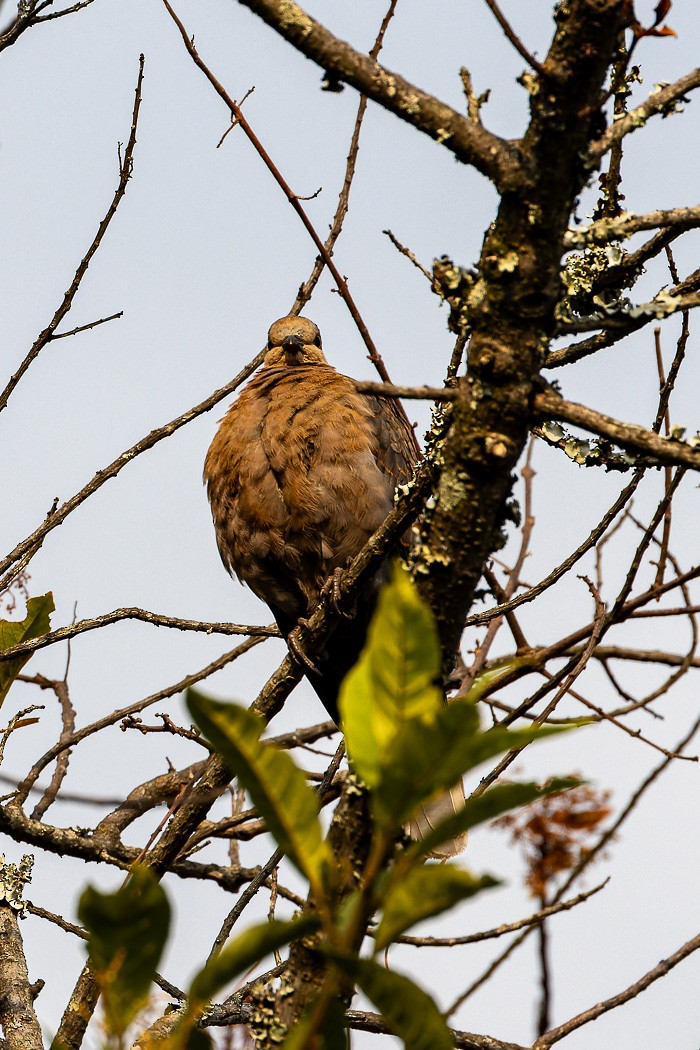 Dusky Turtle-Dove - ML622374312