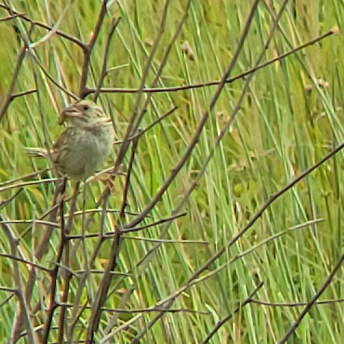 Henslow's Sparrow - ML622374313