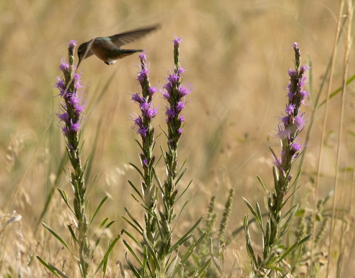 Broad-tailed Hummingbird - ML622374367