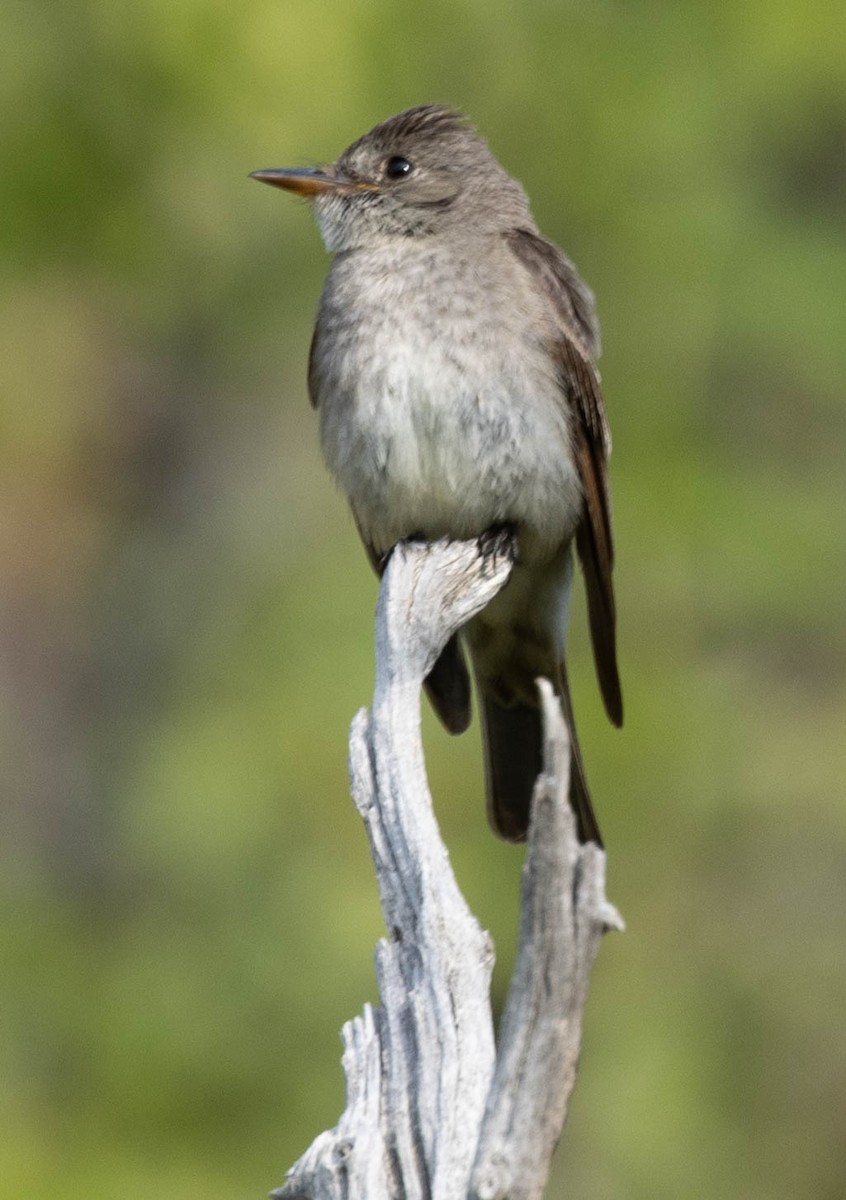 Western Wood-Pewee - ML622374370