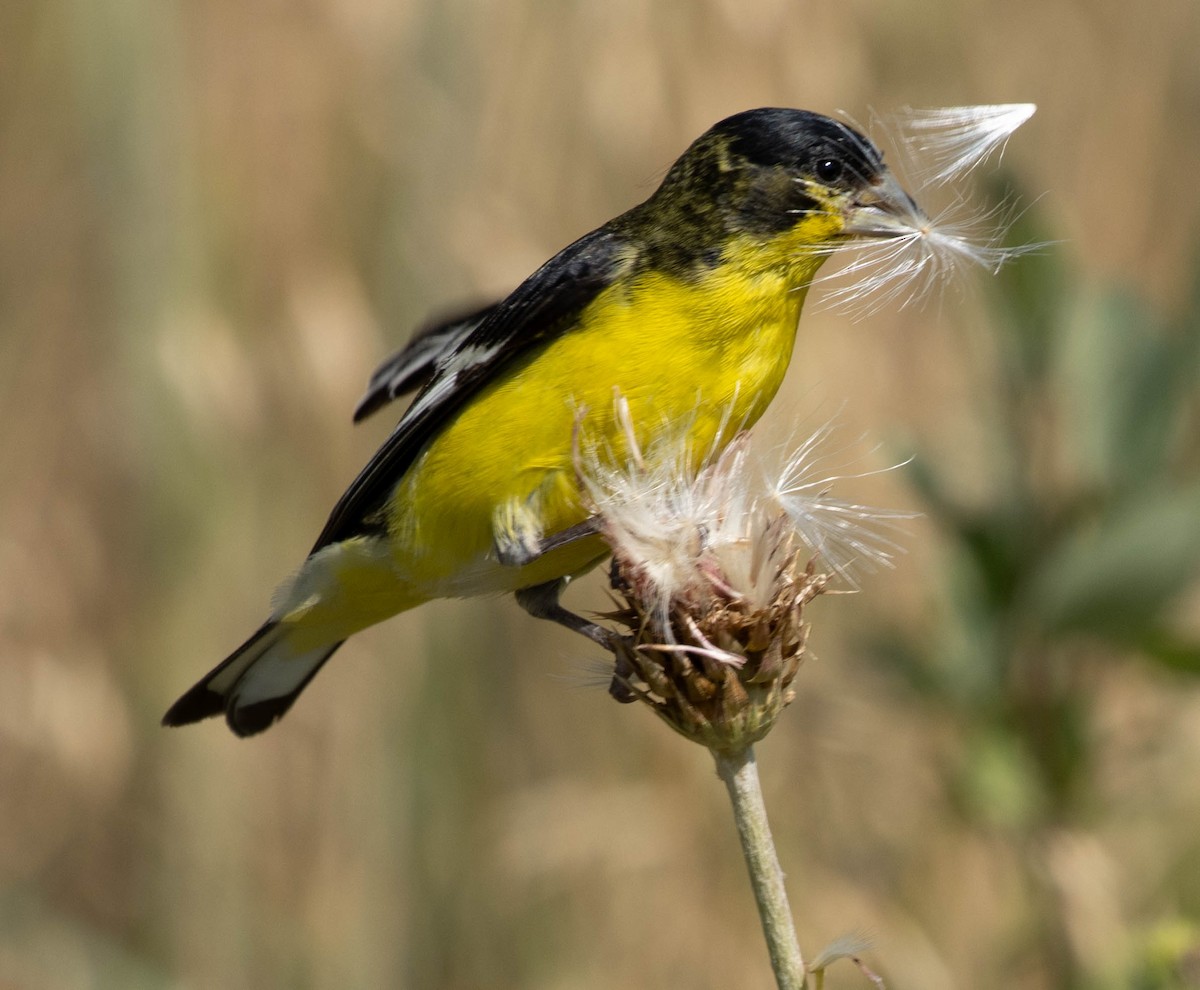 Lesser Goldfinch - ML622374380