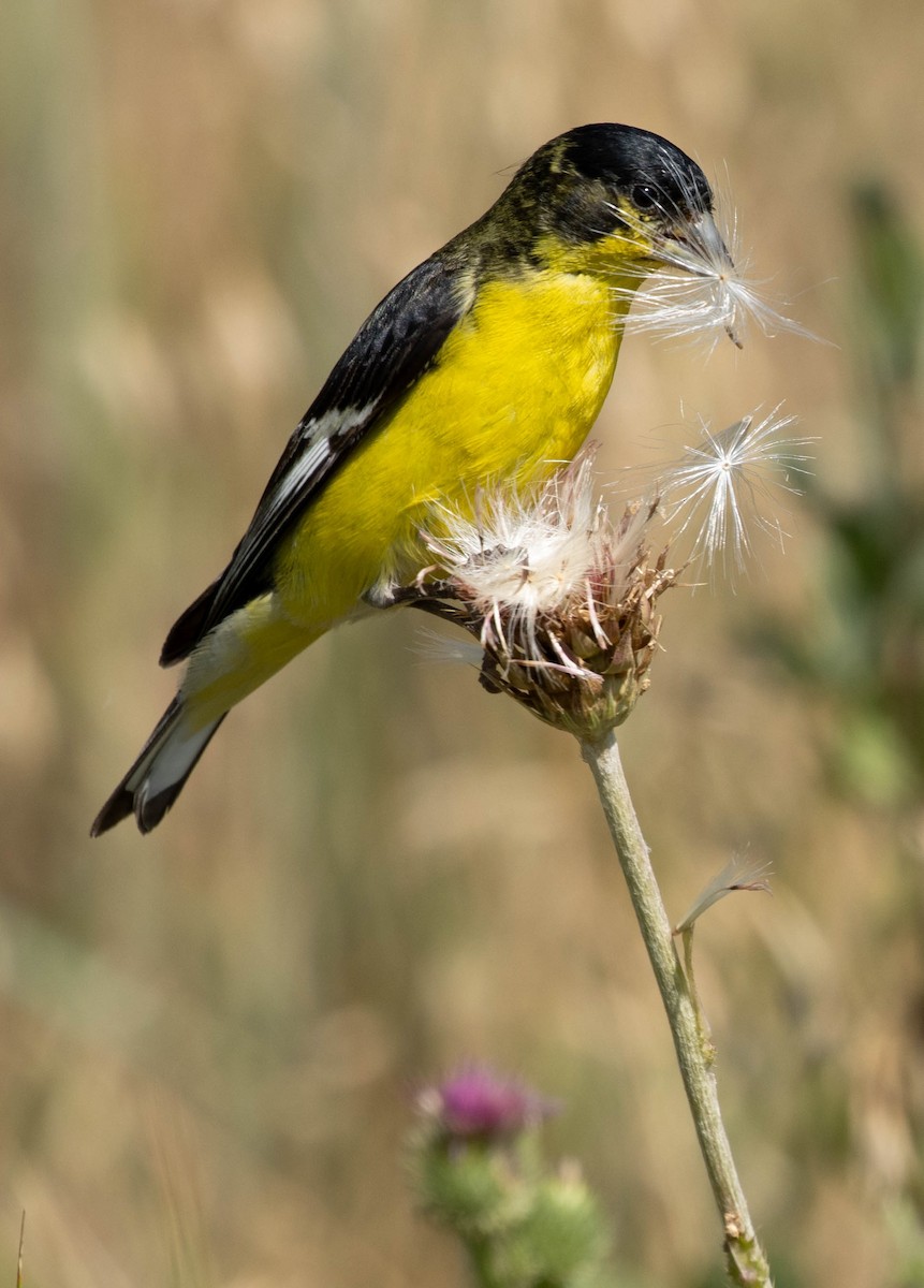 Lesser Goldfinch - ML622374381