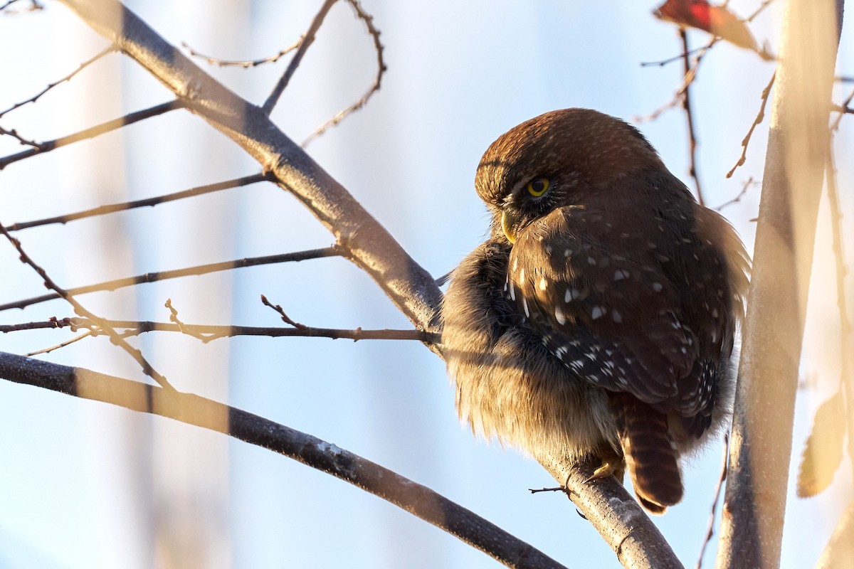 Austral Pygmy-Owl - ML622374388