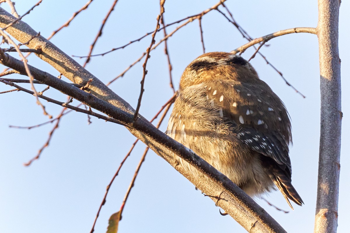 Austral Pygmy-Owl - ML622374389