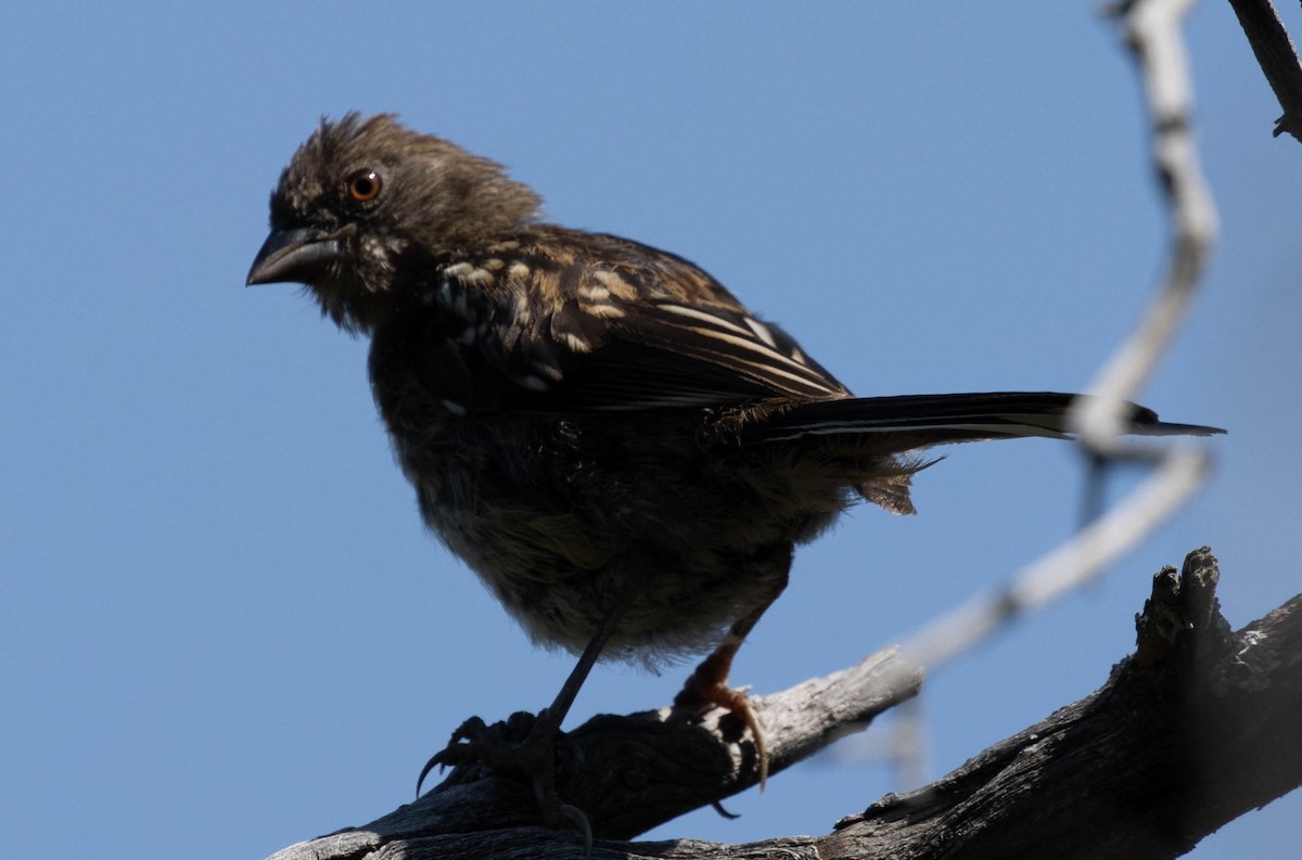 Spotted Towhee - ML622374398