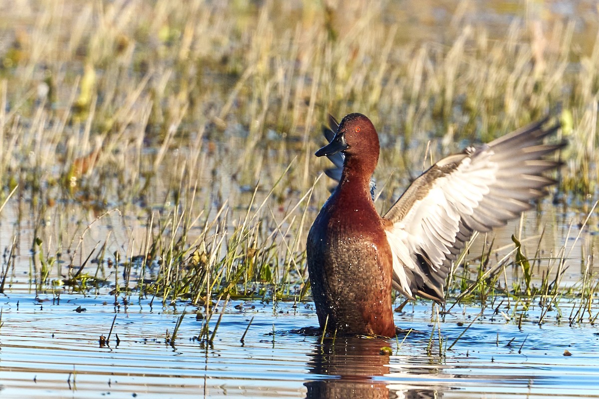 Cinnamon Teal - ML622374443