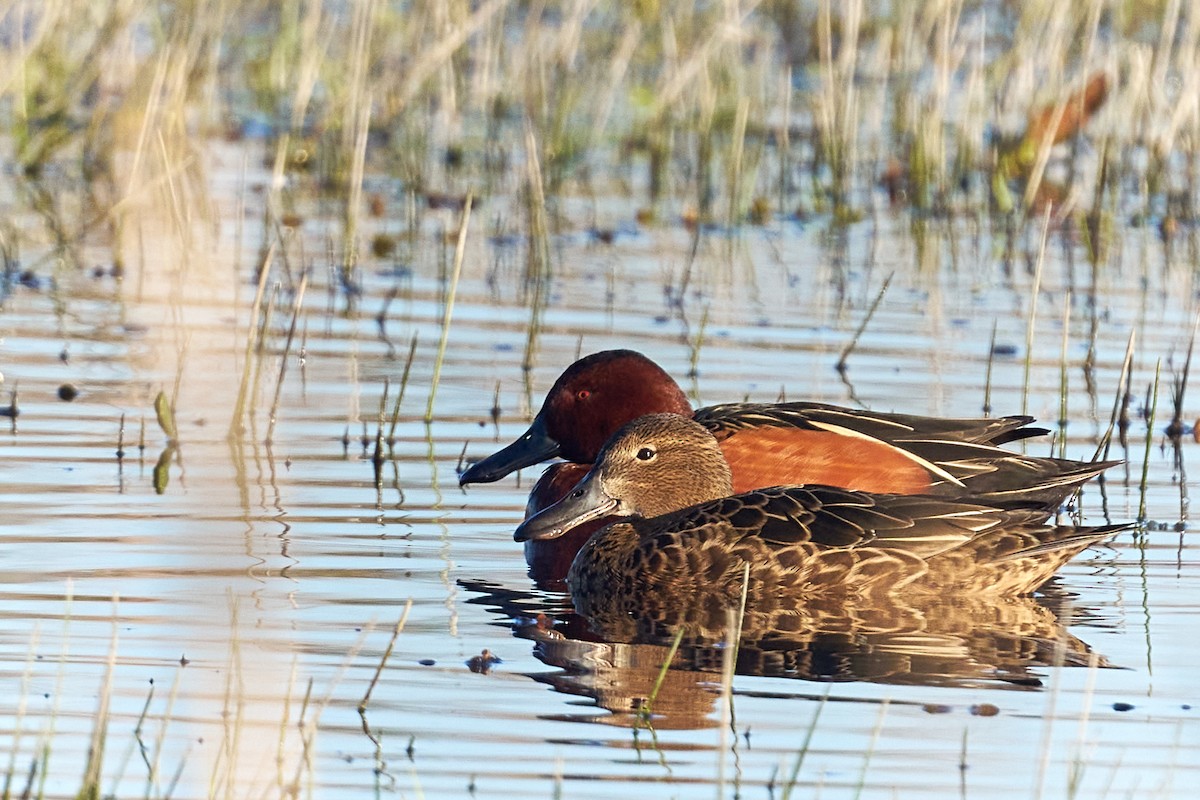 Cinnamon Teal - ML622374444