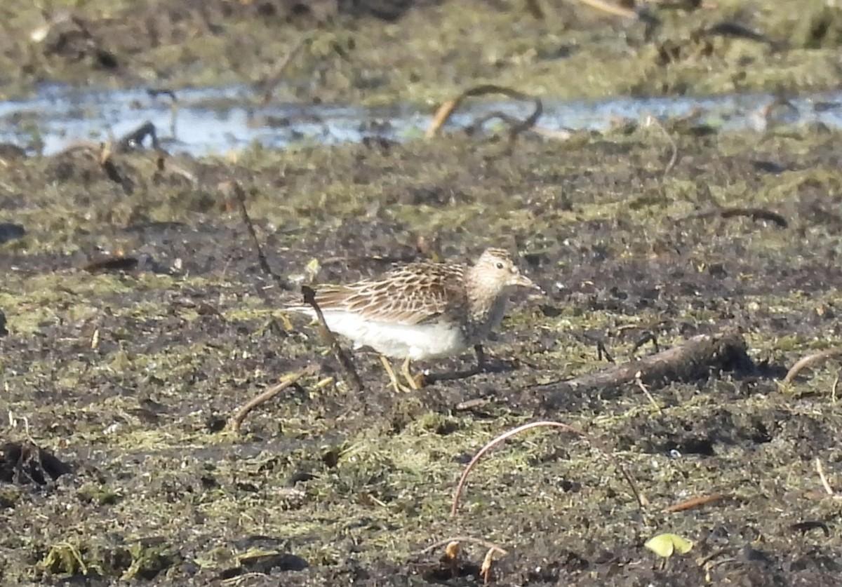 Pectoral Sandpiper - ML622374453