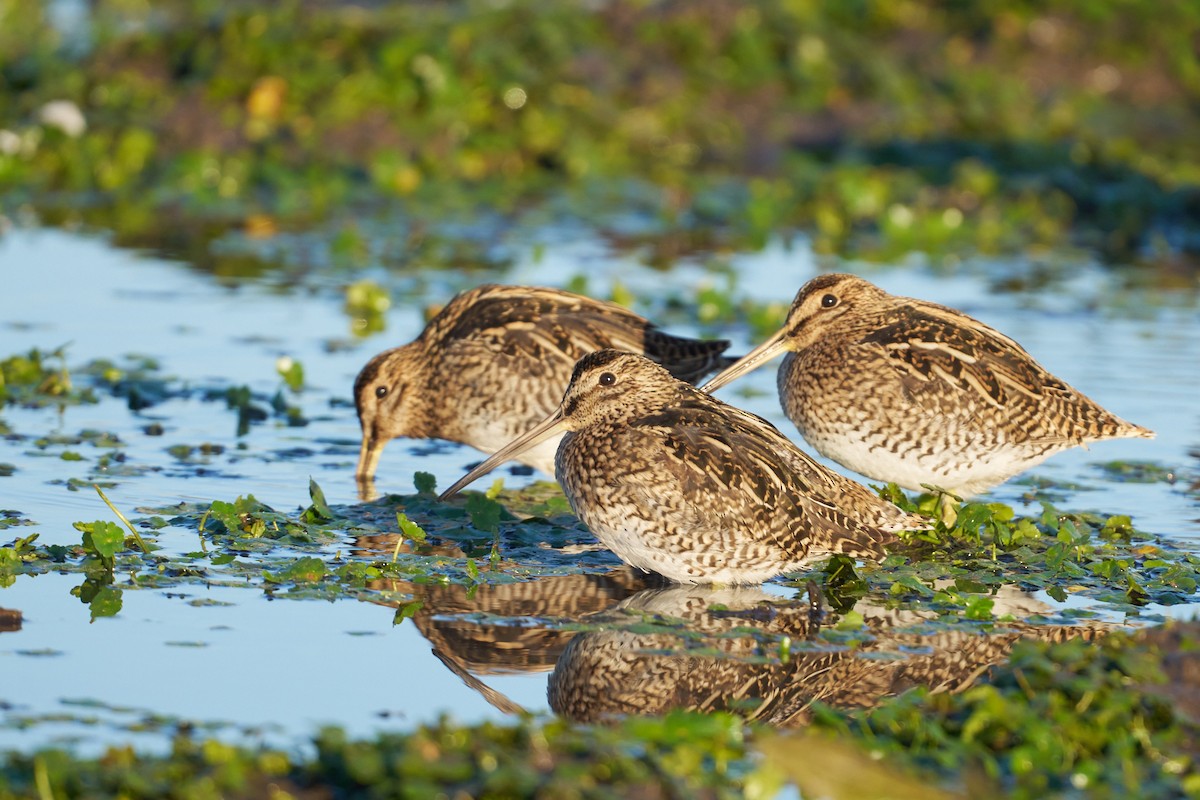 Magellanic Snipe - Javier Prussing