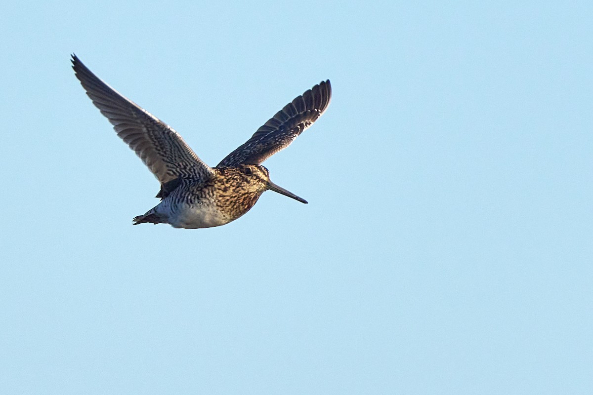 Magellanic Snipe - ML622374458