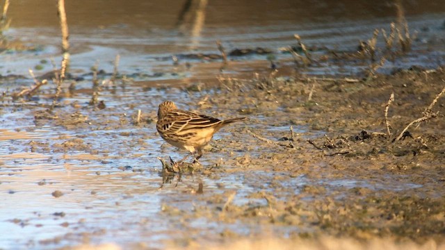 Pipit à gorge rousse - ML622374537