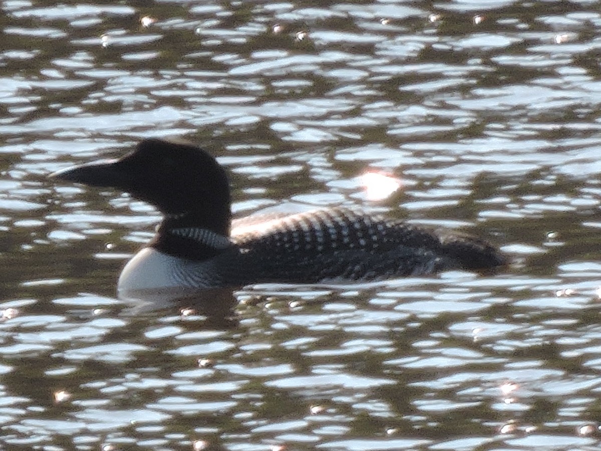 Common Loon - ML622374577