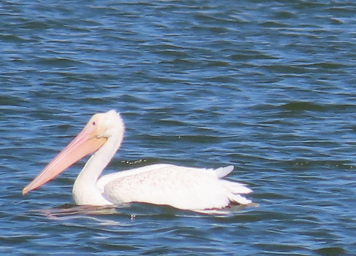 American White Pelican - ML622374605