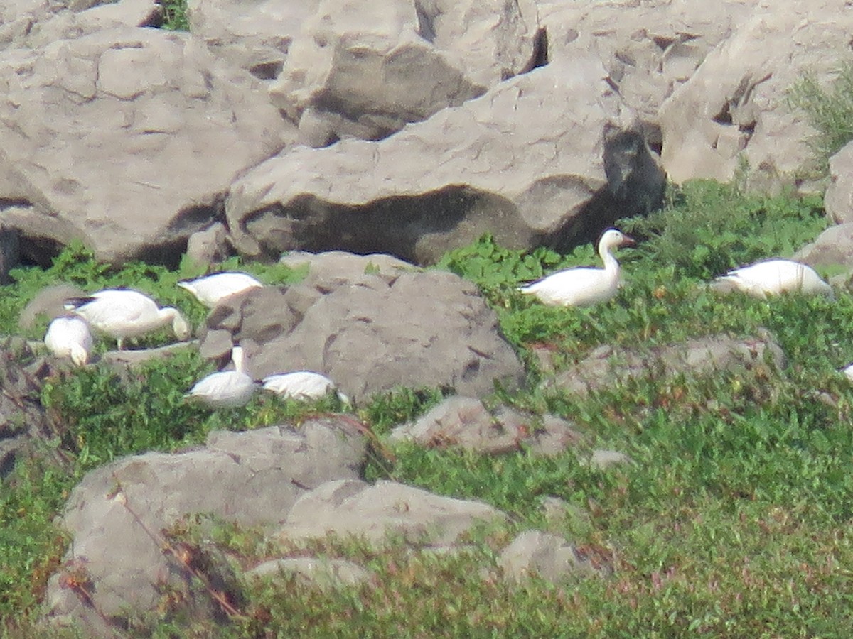 Snow Goose - Teri Warren