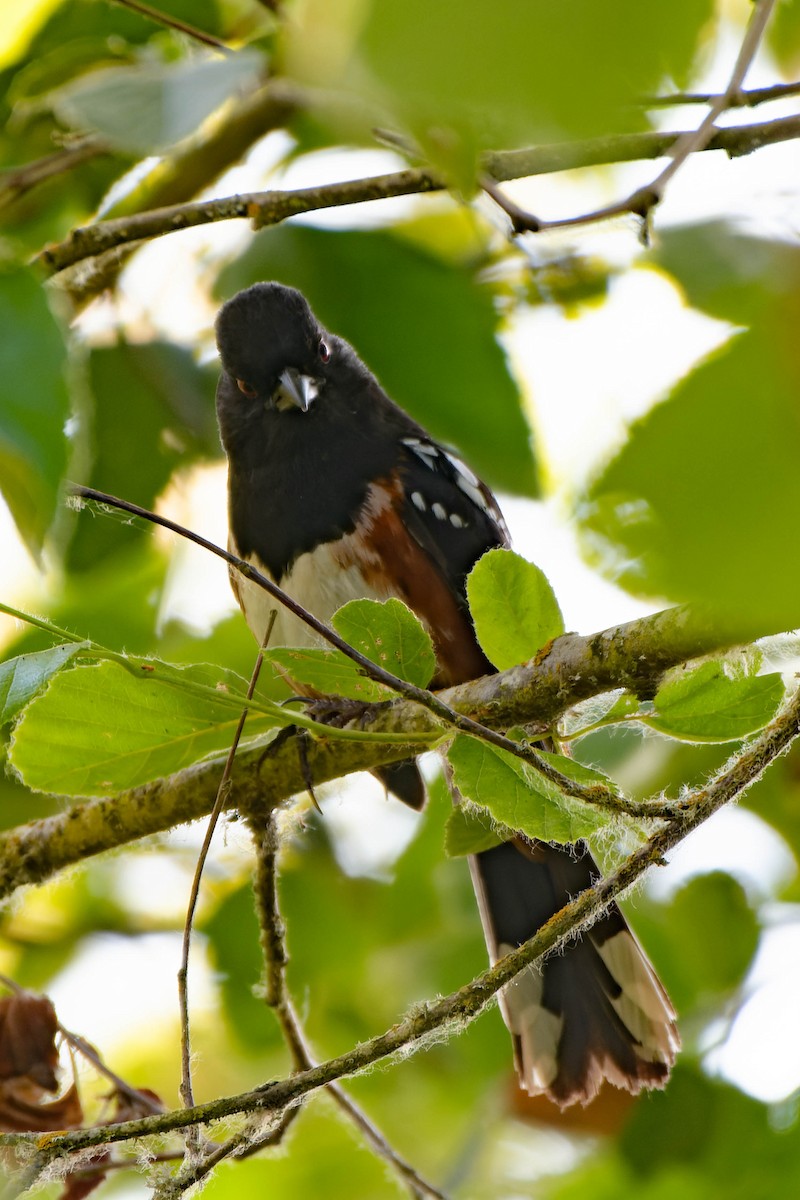 Spotted Towhee - ML622374763