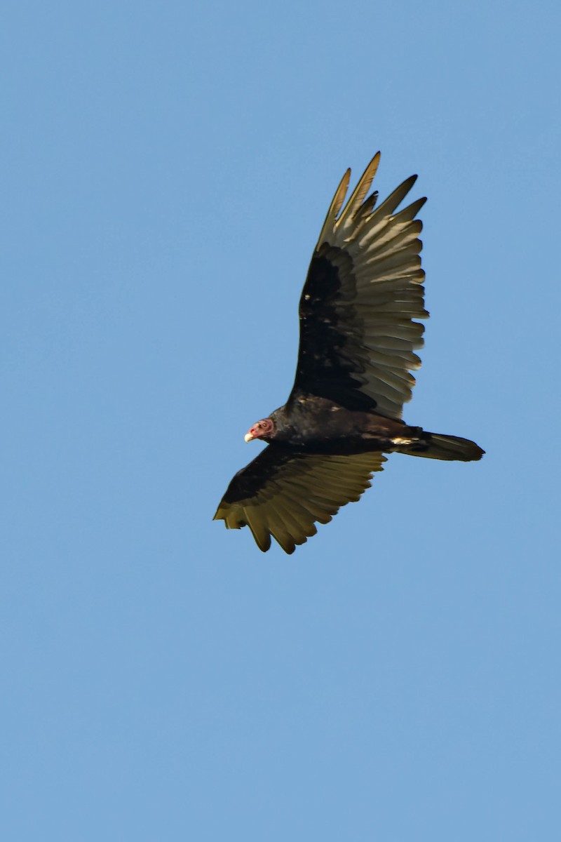 Turkey Vulture - ML622374774