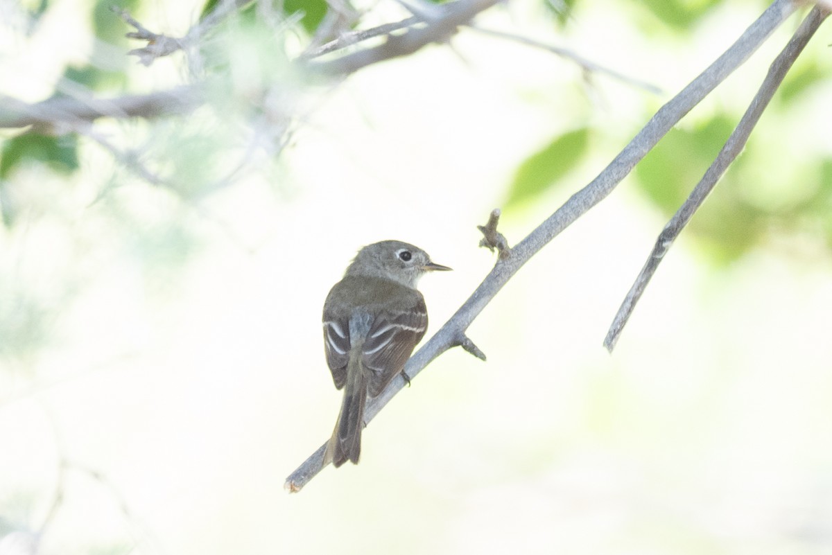 Gray/Dusky Flycatcher - ML622374785