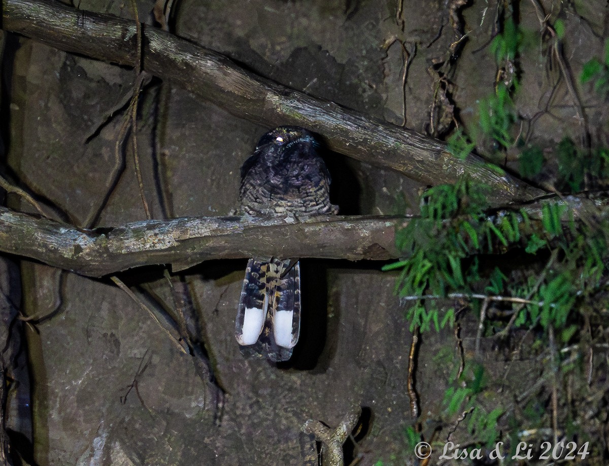 Buff-collared Nightjar - ML622374802