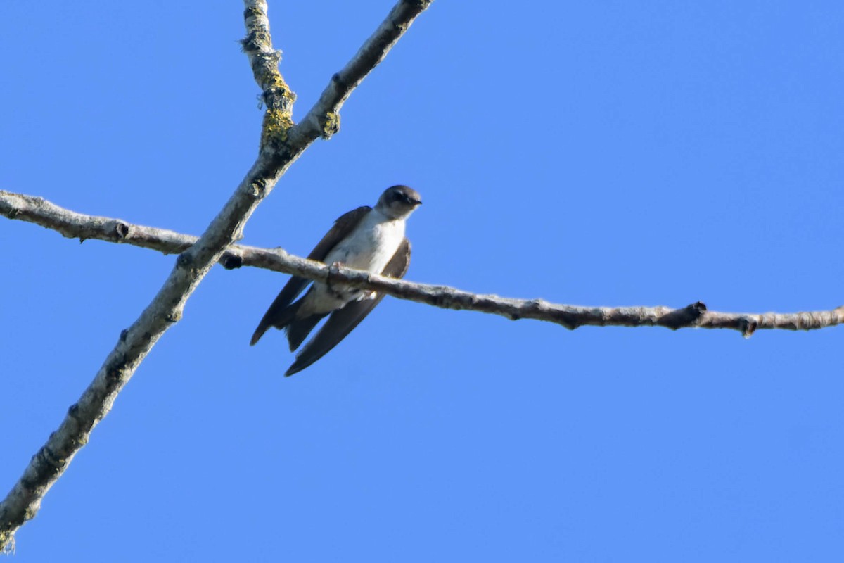 Violet-green Swallow - ML622374805