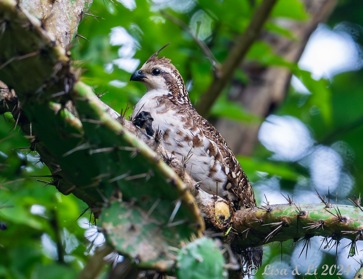 Crested Bobwhite (Spot-bellied) - ML622374808